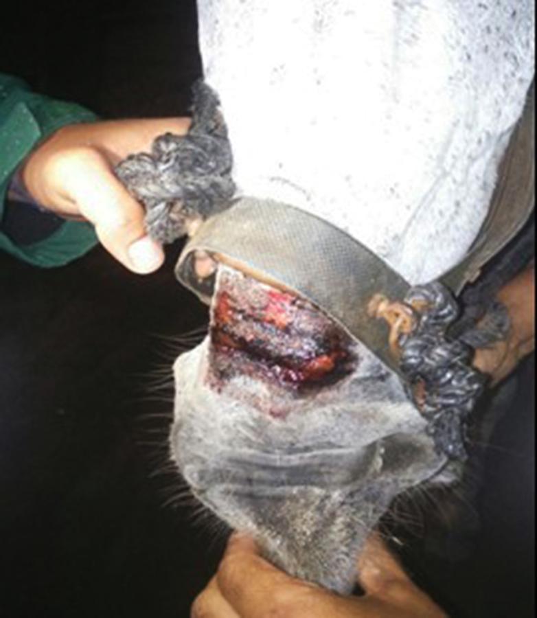 Figure 1 Serrata noseband used without padding has injured this donkeys nose