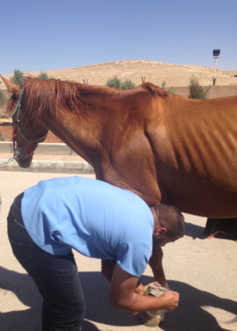 Figure 1 — Testing a joint mobility is a routine part of an orthopaedic or lameness assessment in the horse.