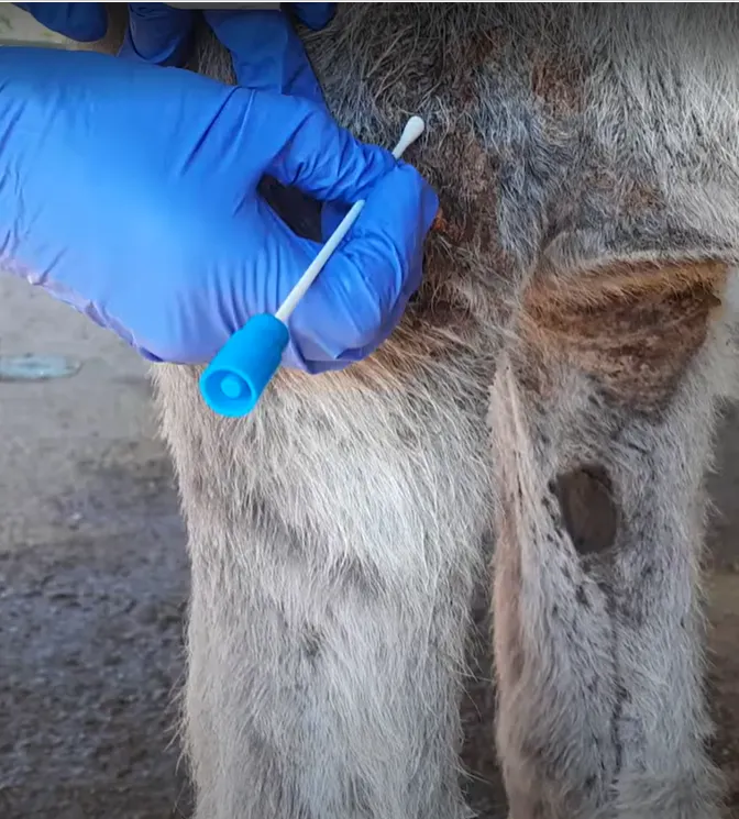collecting bacterial samples using a sterile swab