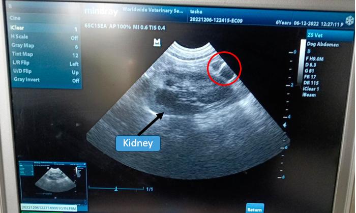 Figure 2 — Abdominal ultrasonography image showing the right kidney and adjacent, hypoechoic, cystic ovarian remnant (red circle) on the caudal pole.