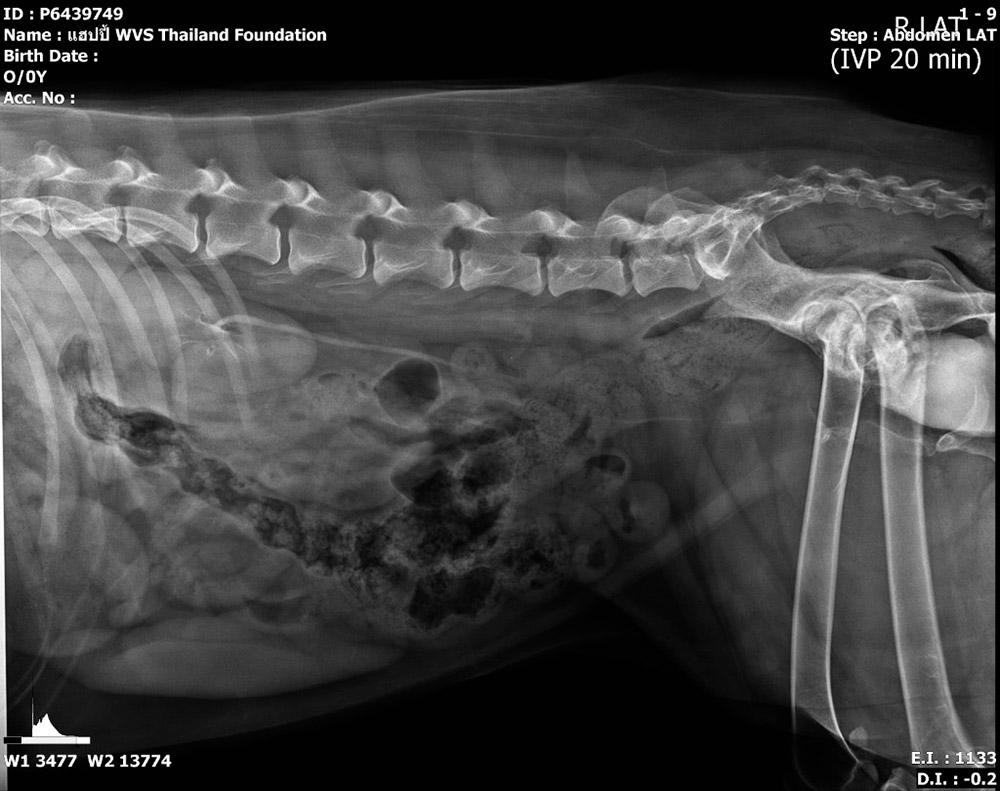 Figure 7 — A contrast radiograph highlights an enlarged ureter exiting the kidney, along with hydronephrosis and herniation of the urinary bladder