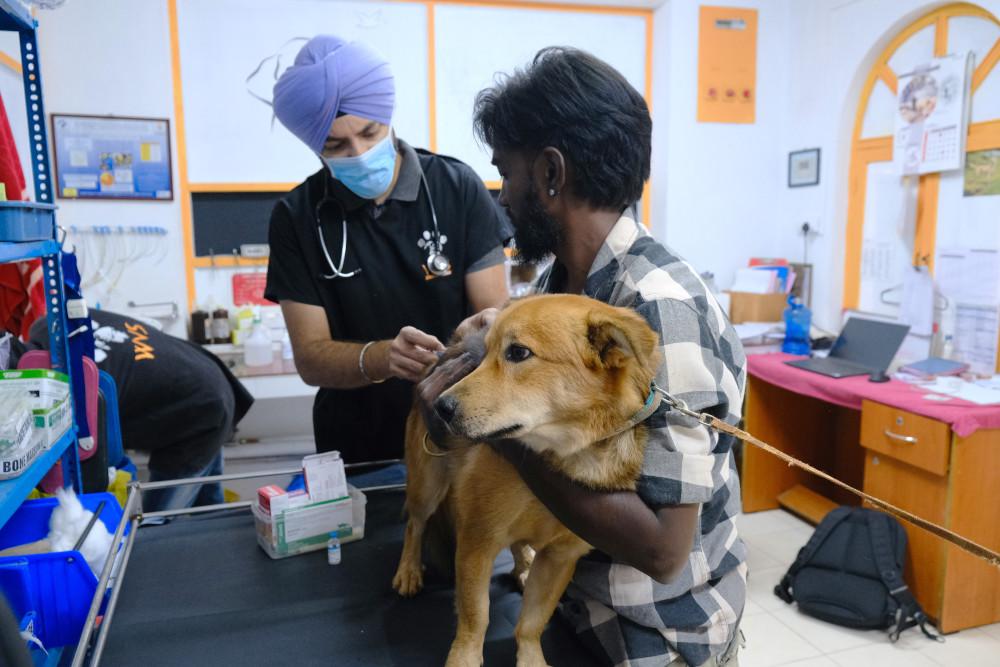 Figure 4 - Owner assisting with restraint of dog for injection.
