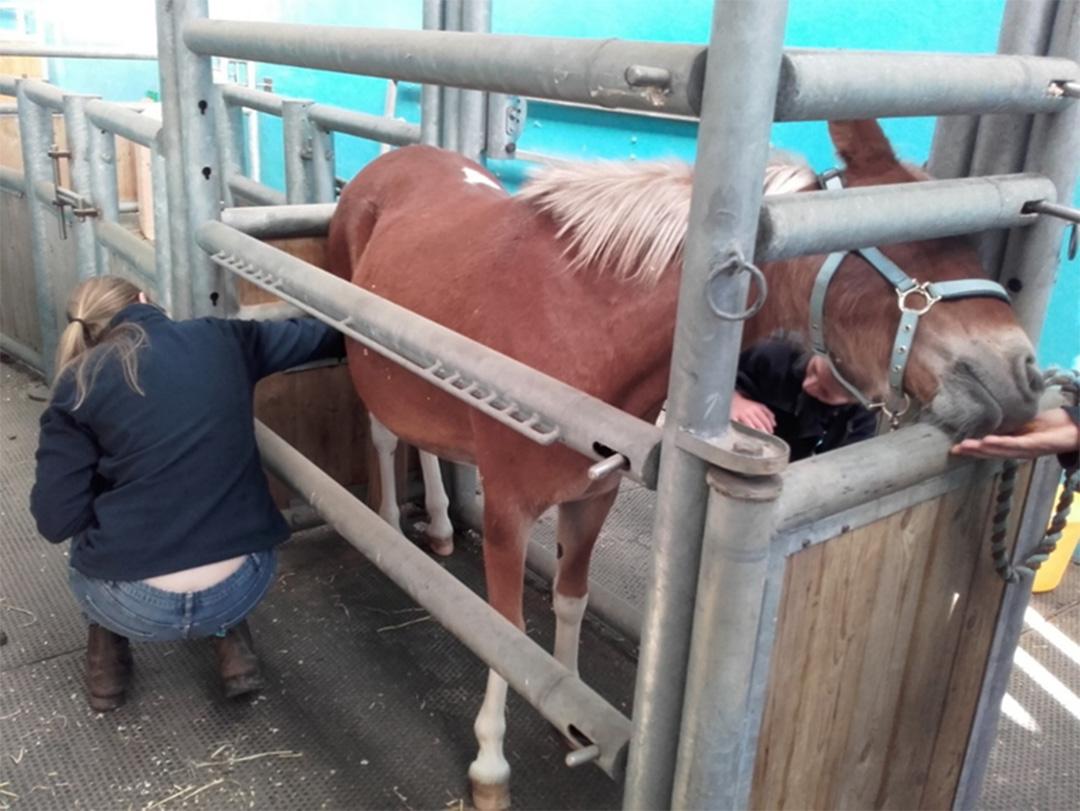 Figure 1 Stocks allow this nervous mule to be examined using food rewards while keeping the vet safe