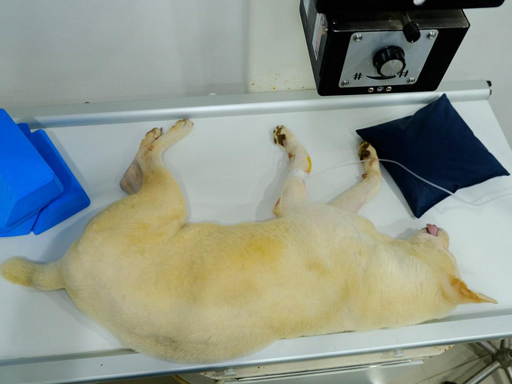 Figure 1 — A sedated patient lying in right-lateral recumbency