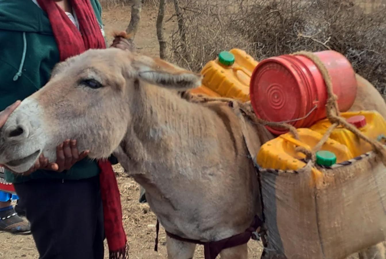 Figure 6 Note the absence of padding in this donkey heavily laden with water containers