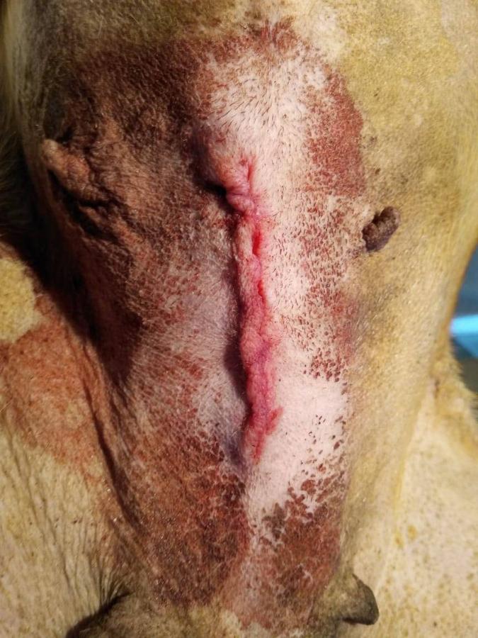 Figure 3 - Score 2. Significant reddening, and wound edges not completely opposed. Wound should be monitored carefully. Patient not ready for release.