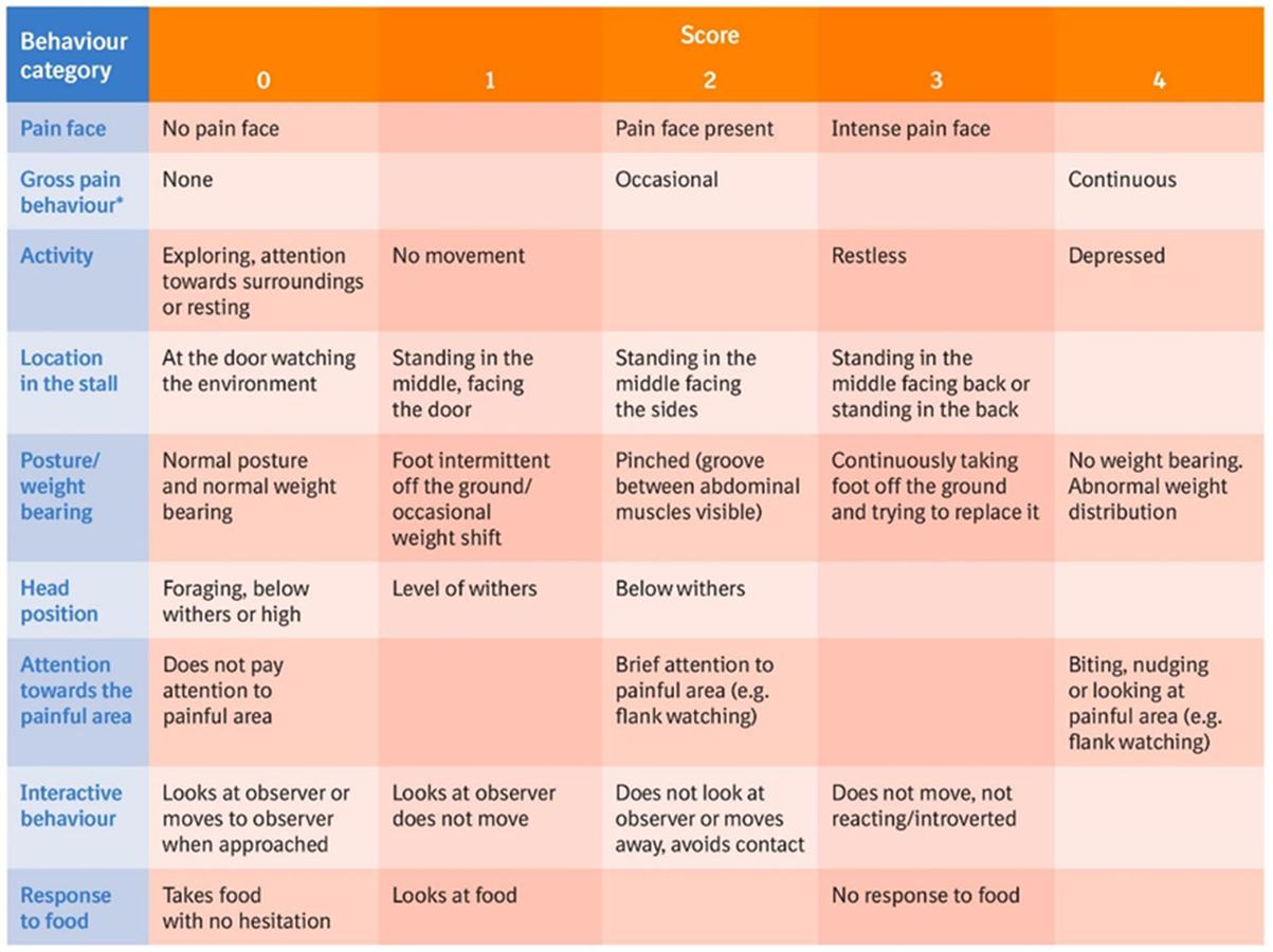 Figure 1 The Equine Pain Scale © Boehringer Ingelheim. ‘Gross pain behaviour’ includes all readily visible behaviours