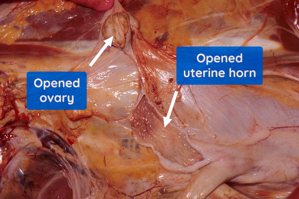 Figure 10 — Transected ovary and uterine horn