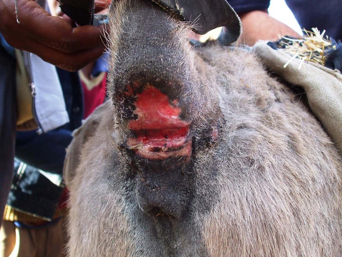 Figure 7 The use of a tight nylon rope as a tail strap has led to a deep wound under the tail of this donkey