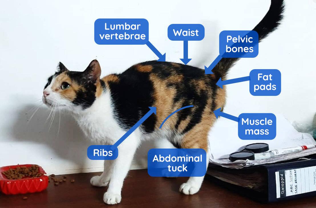 Clinical parameters of a cat