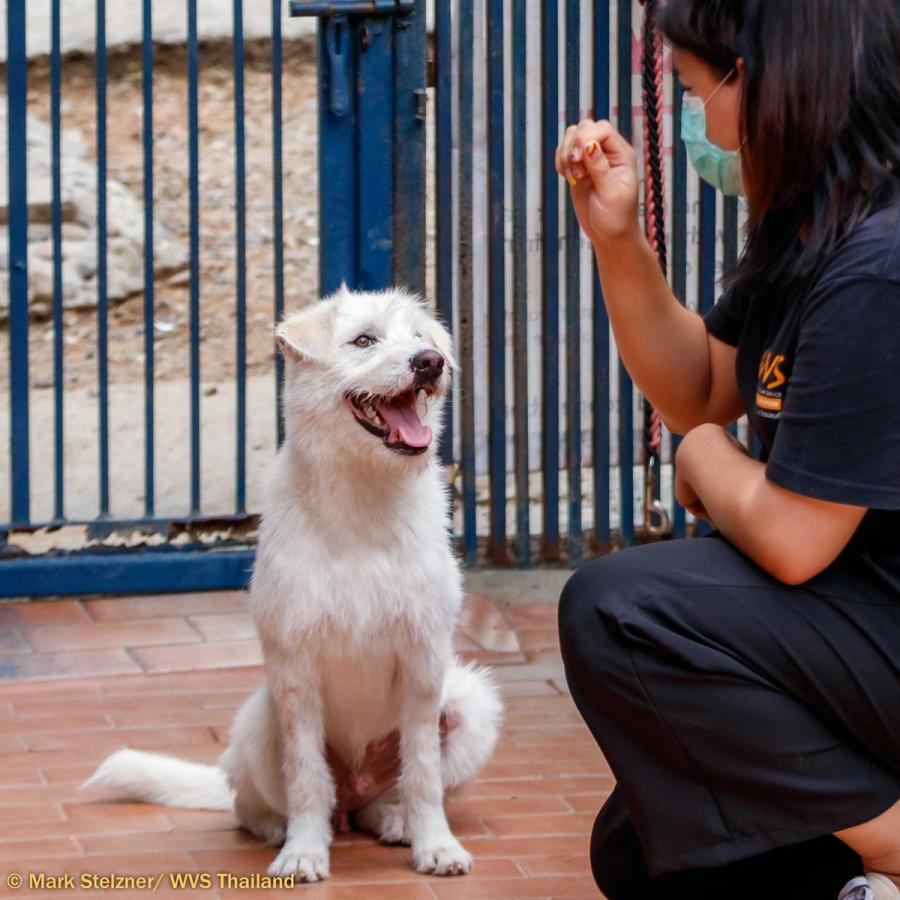 Figure 3 - Low stress handling techniques, including moving outside or using rewards, can help a dog feel more comfortable.