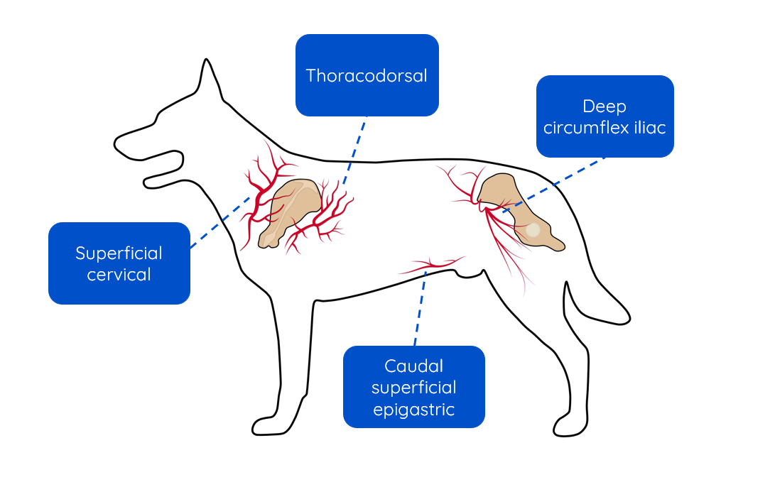 Figure 1 — The above direct cutaneous arteries form the largest vessels in the skin’s blood supply and therefore form the basis of some of the larger (axial) skin flaps used in reconstructive surgery.