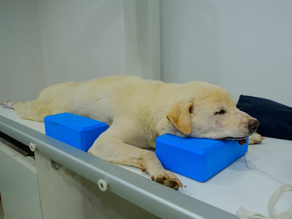 Figure 2 — A dog in sternal recumbency; centre the beam over its thorax for a dorsoventral view.