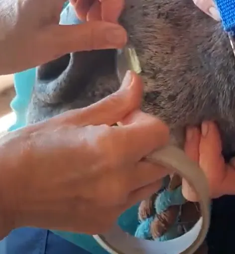 Figure 4, Collecting sample using acetate tape from a muzzle.
