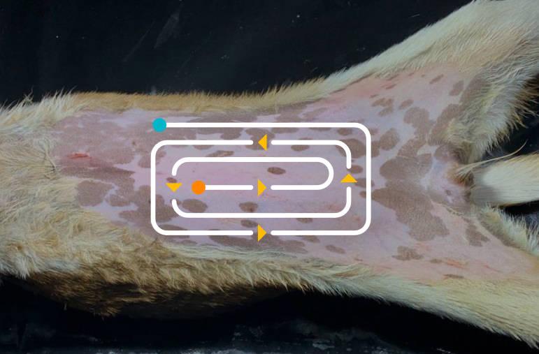Figure 6 - Movement of each swab in the patterns shown ensures that cleansing of the surgical site is carried out correctly.