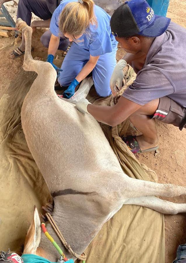 Figure 5 The donkey is positioned in lateral recumbency on a sheet to reduce dust getting into the surgical wound. The hind leg is roped out of the way.