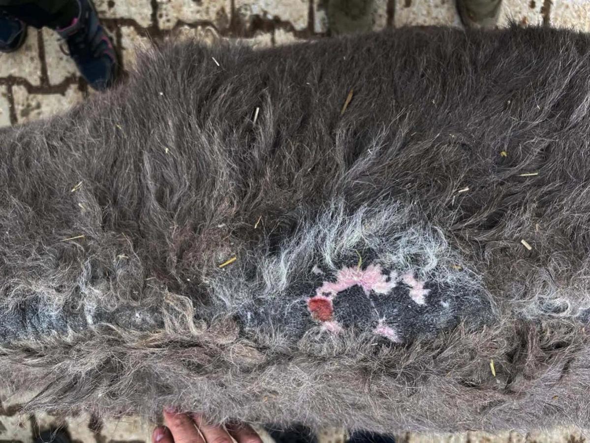 Figure 14 Dorsal view of early pack saddle wound existing alongside chronic alopecia and scarring from previous wounds. This is only detected if the saddle is removed for the examination