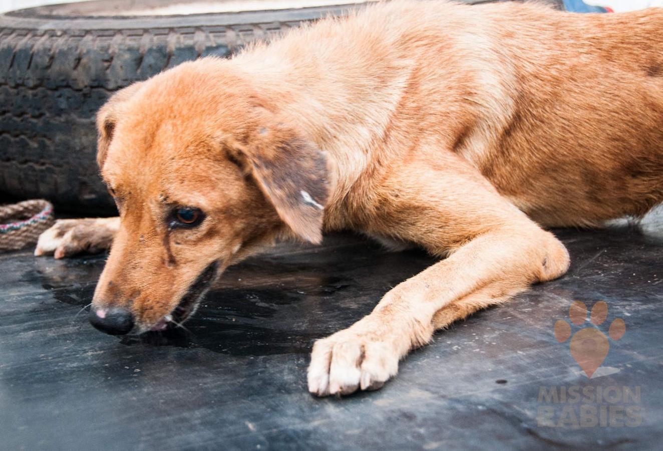 Rabies during vaccination