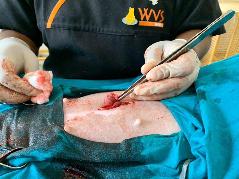 Figure 18 - Check the stump for haemorrhages before releasing it gently into the abdominal cavity.