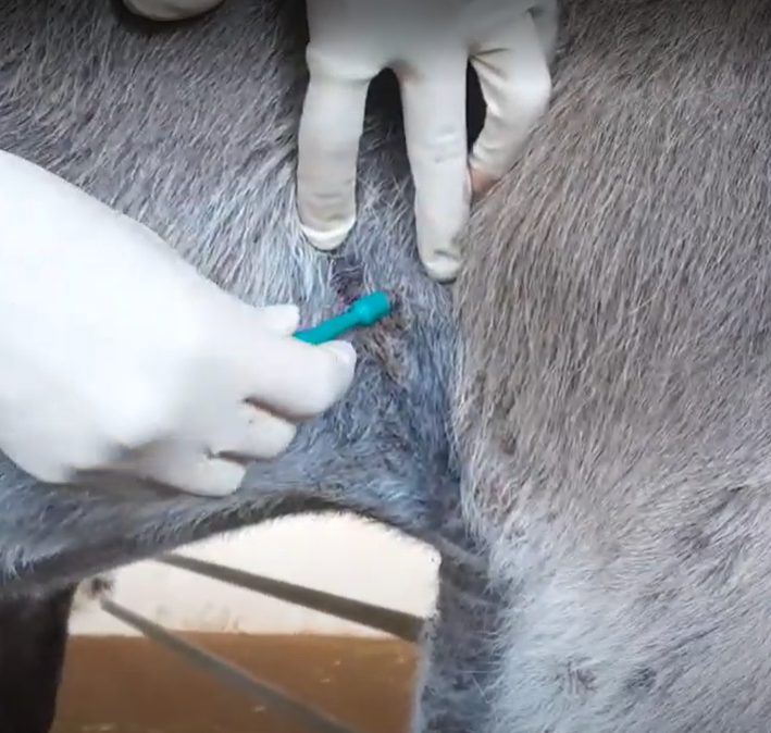 collecting a skin biopsy