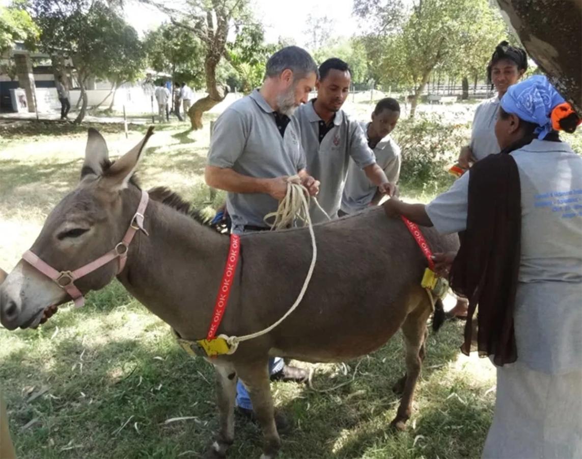 Figure 13 Chris Garrett, previous harness consultant working with the Donkey Sanctuary measuring a donkey for harness