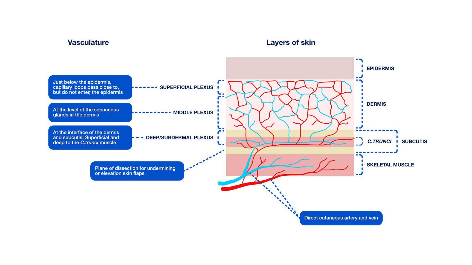 Figure 1 — Vasculature of the skin.