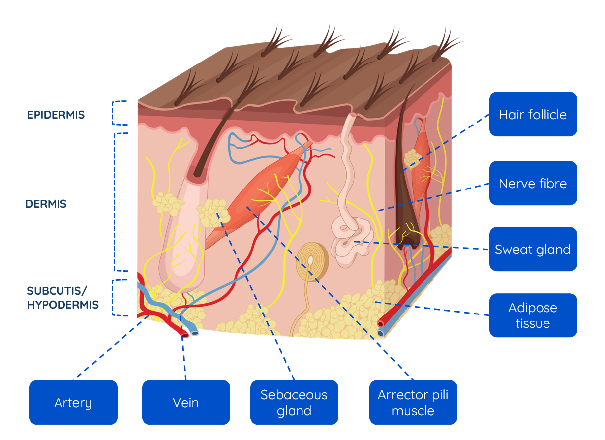 Figure 1 — Layers of the skin and associated structures