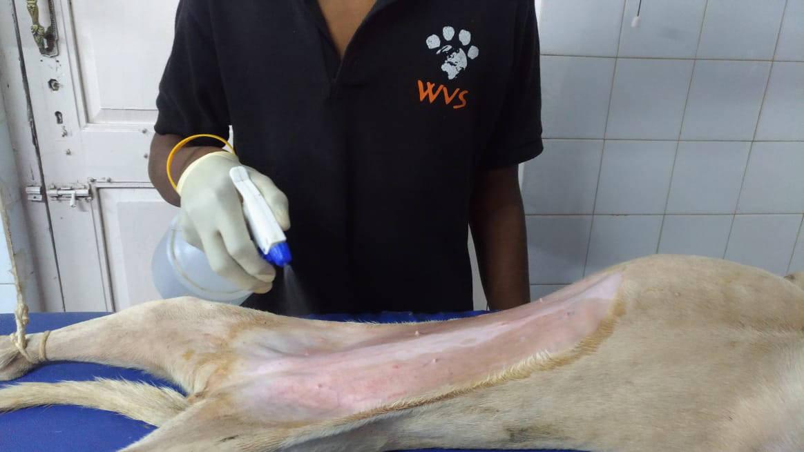 Figure 9 - Final rinse of the surgical site.