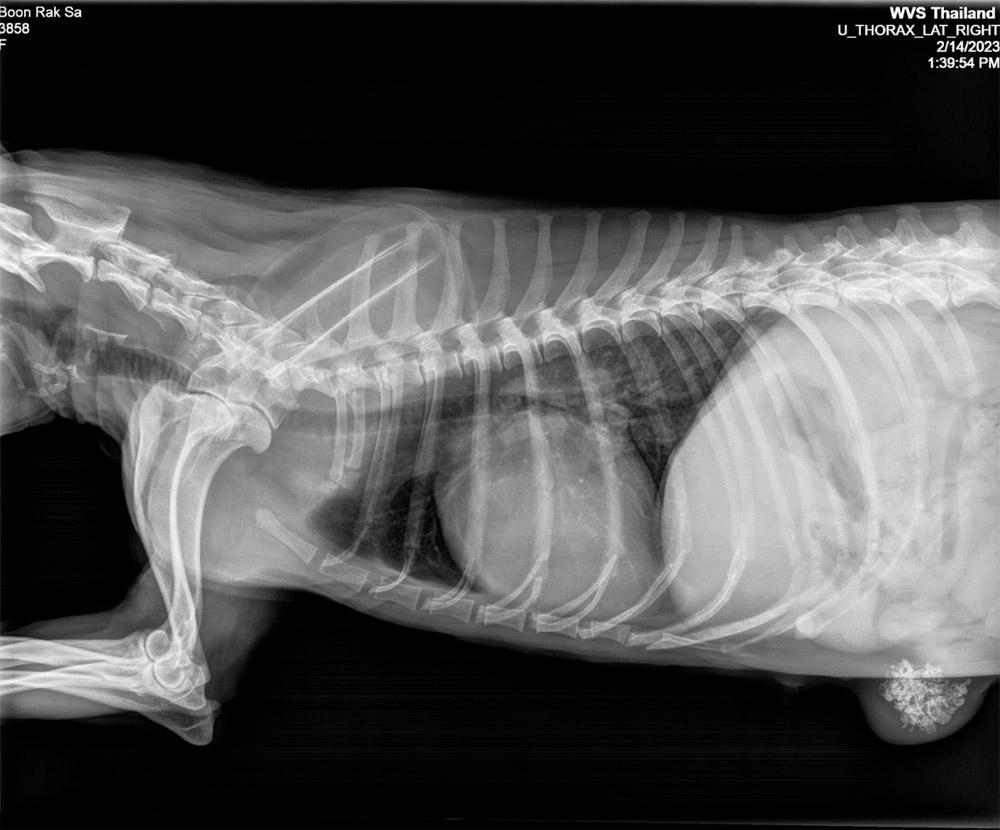 Figure 2 — A dog suffering a primary mammary mass (bottom right) with lung metastases, as well as an enlarged cardiac silhouette due to left atrial enlargement (the bulging at the dorsocaudal border of the heart). The cardiac disease is most likely secondary to the metastases.