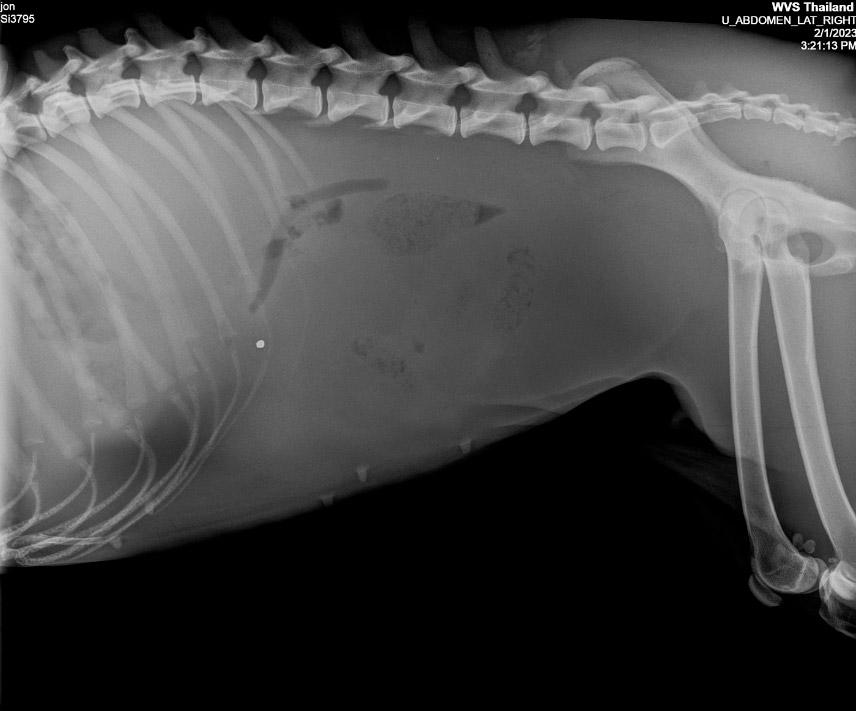 Figure 1 — A radiograph of a dog presented for abdominal distension, showing free abdominal fluid, seen as a loss of serosal detail (reduced contrast)