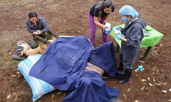 Field Anaesthesia And Analgesia