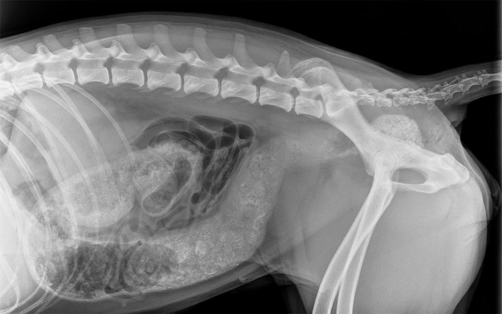 Figure 4 — A large faecal impaction is present at the distal colon, causing faeces buildup within the large intestine (megacolon).