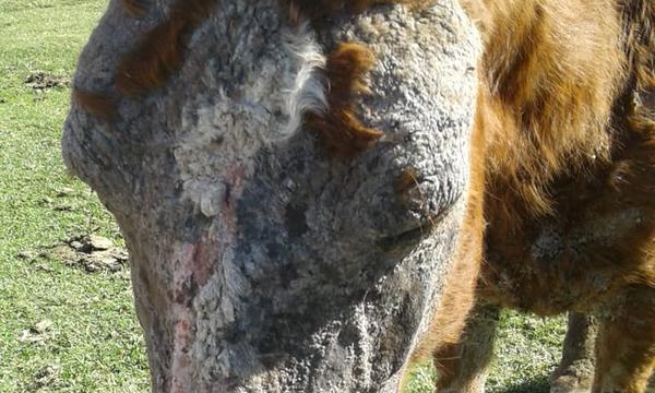 Ectoparasitic