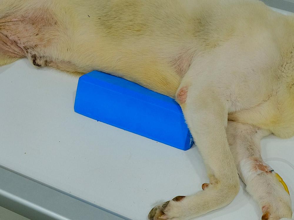 Figure 3 — A foam wedge placed under the sedated patient’s sternum minimises rotation.