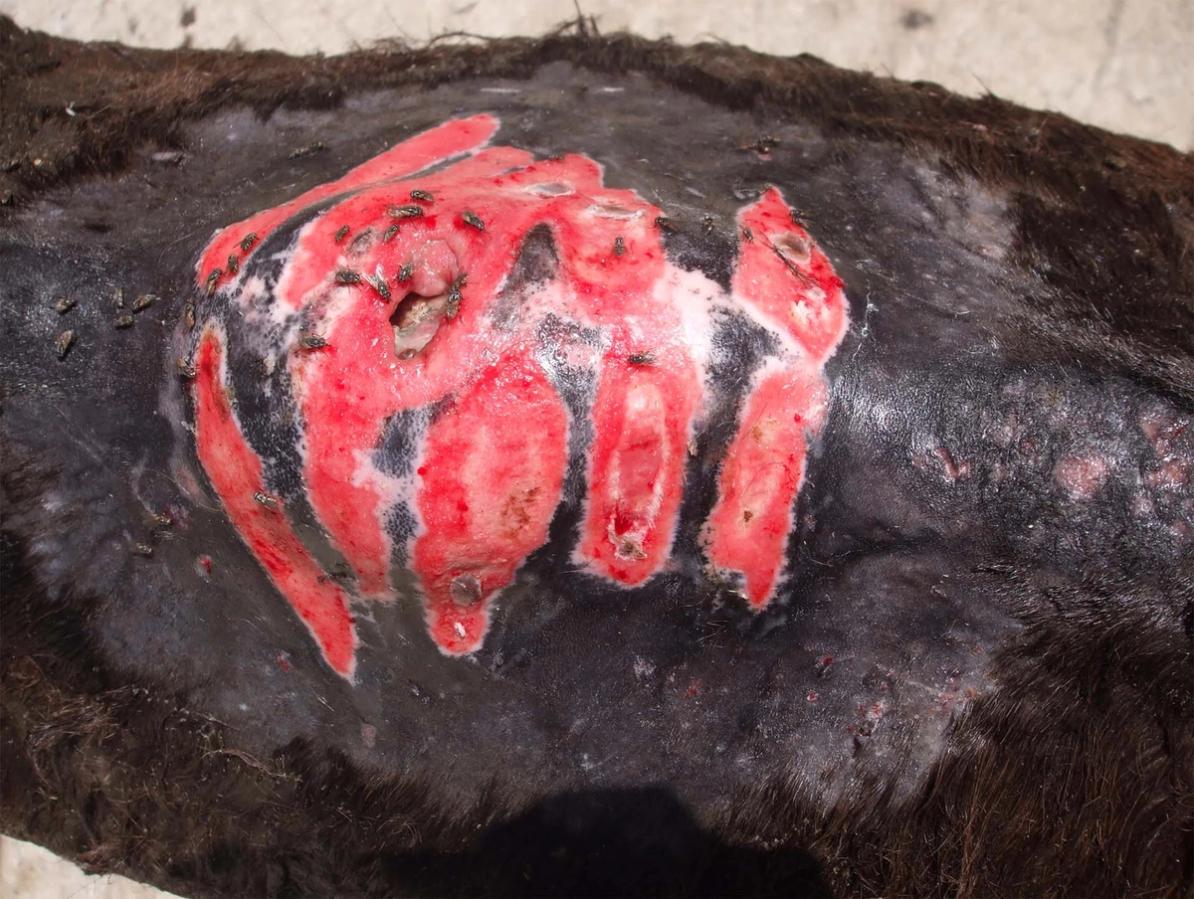 Figure 1 Harness-related wound with fly infestation