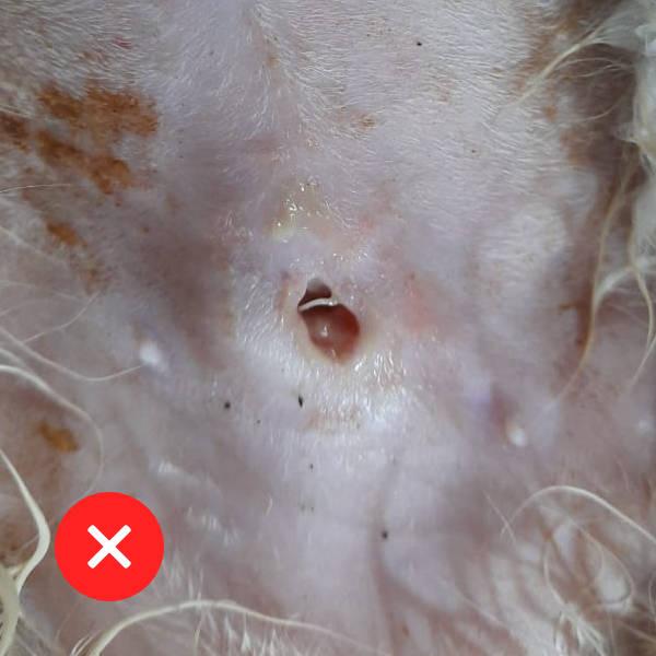 Figure 1 - Comparison of an uninfected and infected wound. The wound on the left is healing well with no signs of infection. Conversely, on the right, the surgical wound is swollen, reddened and has opened completely, with a purulent discharge. This animal requires systemic antibiotics and intensive wound management.