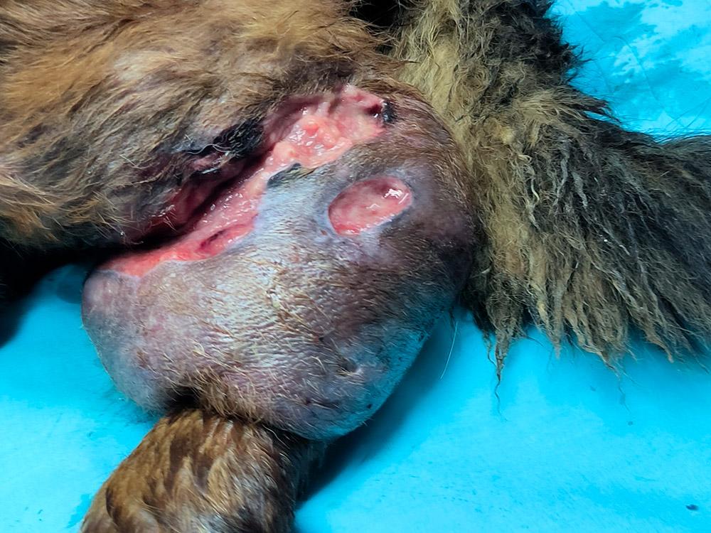 Figure 2 — A dog suffering a large tumour on its right hindlimb. Following an FNA, survey thorax radiographs were taken to assess for metastases.