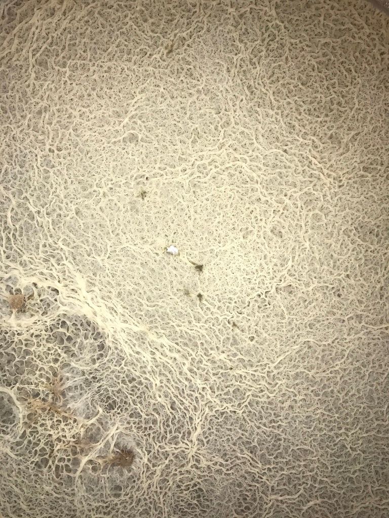 pellicle on sour beer