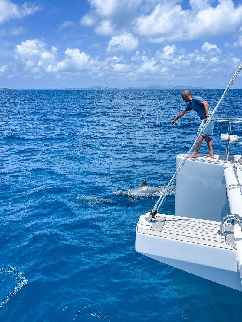 Dolphins at the bow