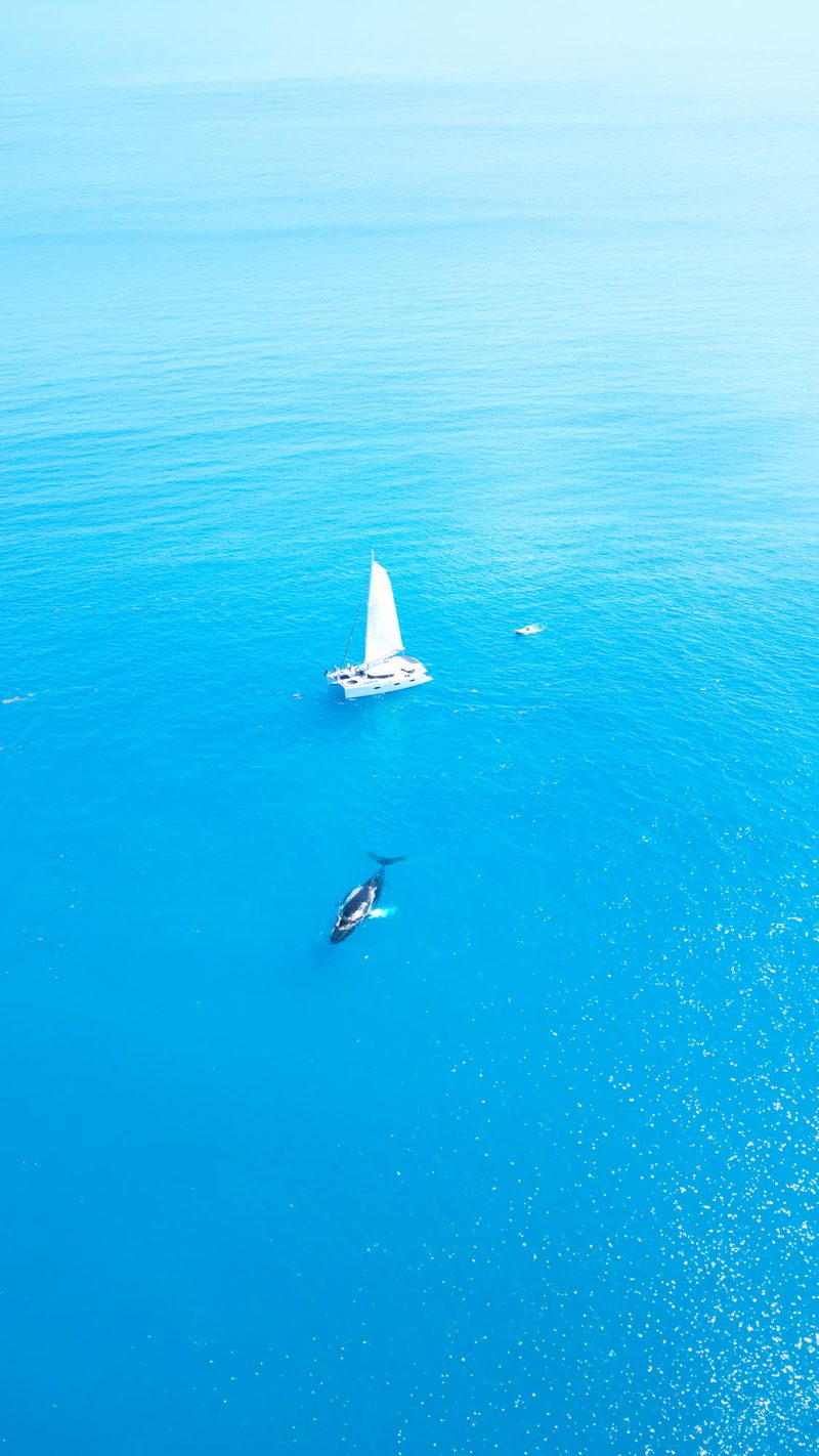 Humpback alongside