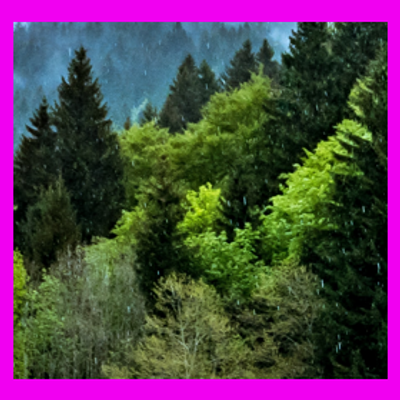 Imagen de árboles verdes cuidados en un bosque natural