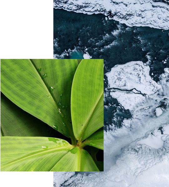 Collage de una planta y un río, la naturaleza y el planeta