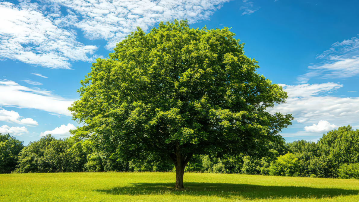 Adam Was Not Immortal