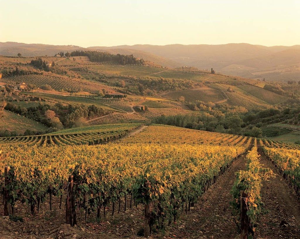 Fontodi’s vineyards in the Conca d’Oro below Panzano, the leaves turning gold in autumn light
