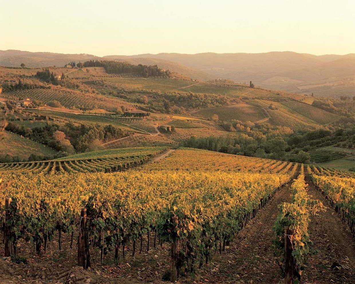 Fontodi’s vineyards in the Conca d’Oro below Panzano, the leaves turning gold in autumn light