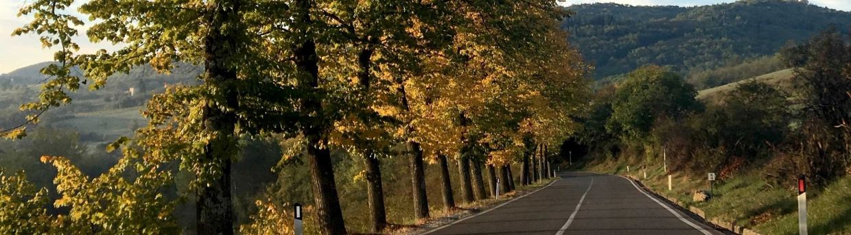 The winding Strada Chiantigiana SR222 cutting through sun-drenched vineyards in autumn