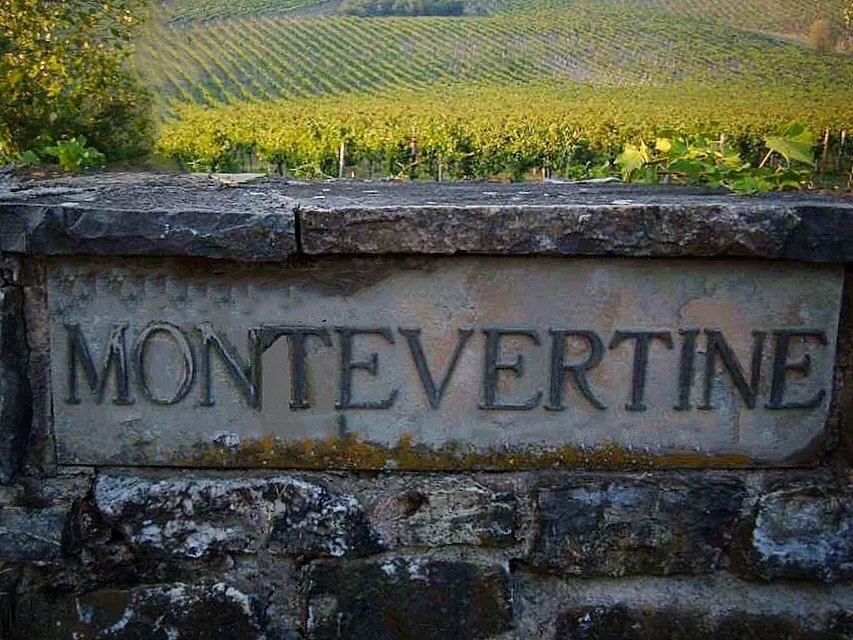 Sangiovese vines in the woodland estate of Montevertine above Radda in Chianti