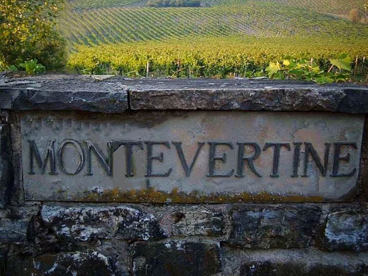 Sangiovese vines in the woodland estate of Montevertine above Radda in Chianti