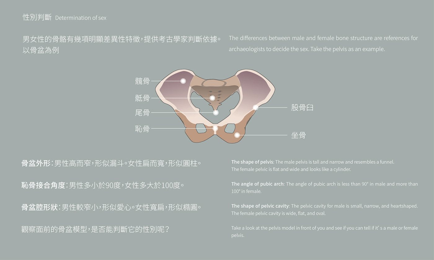 骨盆圖解與人骨研究說明的灰色資訊展板