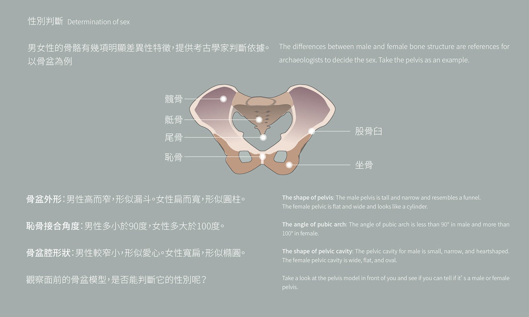 骨盆圖解與人骨研究說明的灰色資訊展板